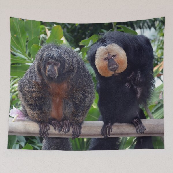 Aperçu de l'œuvre Singes Saki femelles et mâles créée et vendue par Savannah Gibbs.
