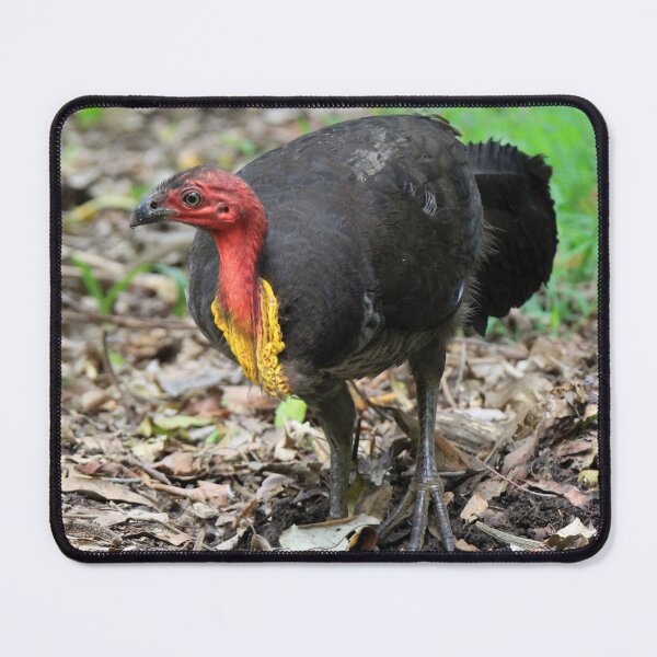 Artikelvorschau, Australischer Buschtruthahn entworfen und verkauft von BirdsAlive.