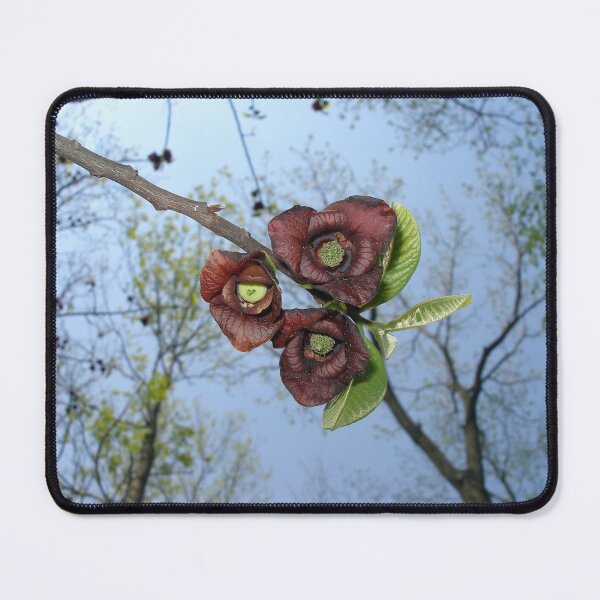 Item preview, North American Pawpaw (Asimina triloba) - Springtime Flowers designed and sold by TheNatureNerd.