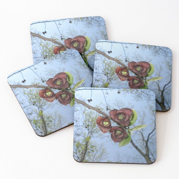 Item preview, North American Pawpaw (Asimina triloba) - Springtime Flowers designed and sold by TheNatureNerd.