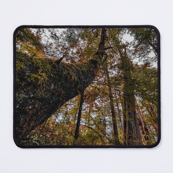 Item preview, Olympic National Park Washington State Trees Postcard designed and sold by BohoButtons.