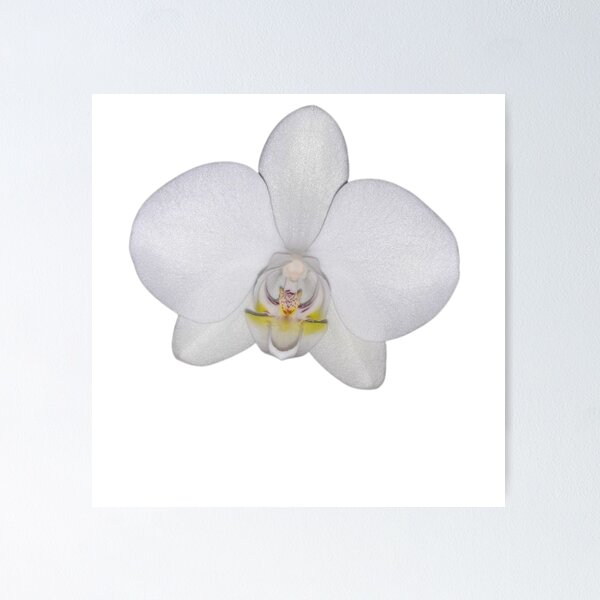 Item preview, The Moth Orchid - Moon Orchid designed and sold by Kourtesy of King.