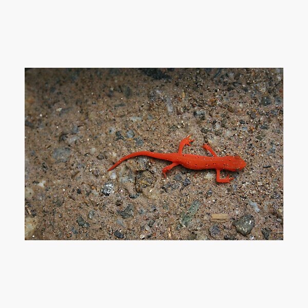 Item preview, Eastern Red Spotted Newt designed and sold by MountainLover.