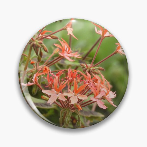 Item preview, Orange Pelargonium designed and sold by Claire L Page Photography.