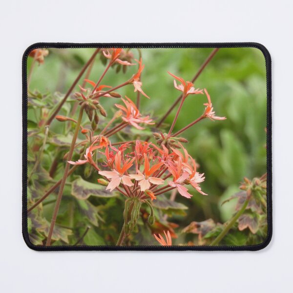 Item preview, Orange Pelargonium designed and sold by Claire L Page Photography.