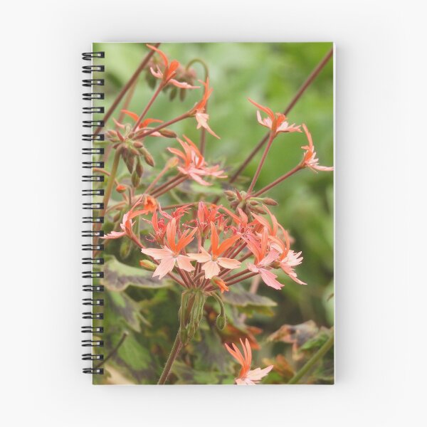 Item preview, Orange Pelargonium designed and sold by Claire L Page Photography.
