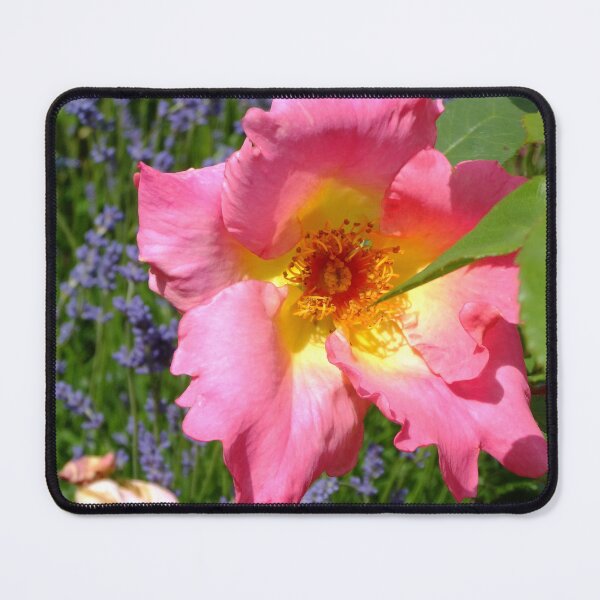 Item preview, Ragged Pink Rose  designed and sold by pinkal.