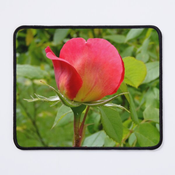 Item preview, Tea Rose designed and sold by pinkal.