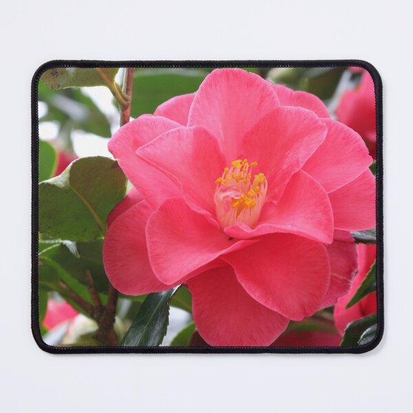 Item preview, Pink Camellia  designed and sold by pinkal.
