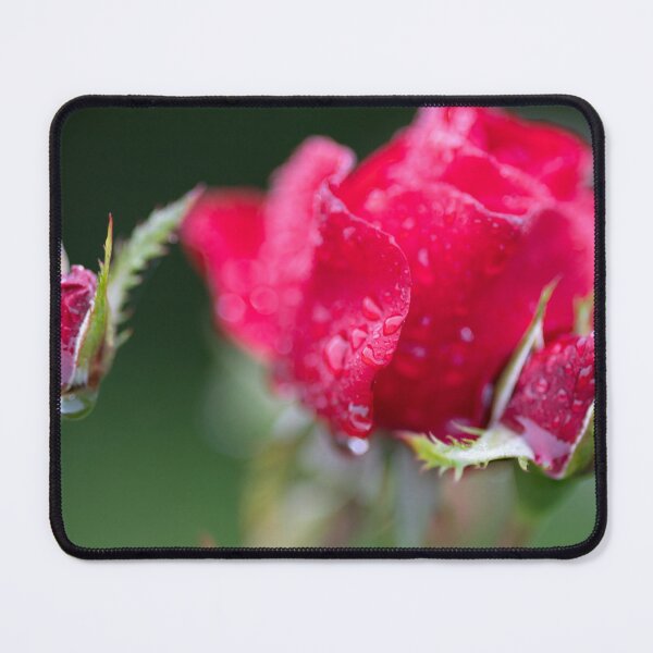 Item preview, Rose designed and sold by Calidris Fotografie Steffi & Ben Köppler.