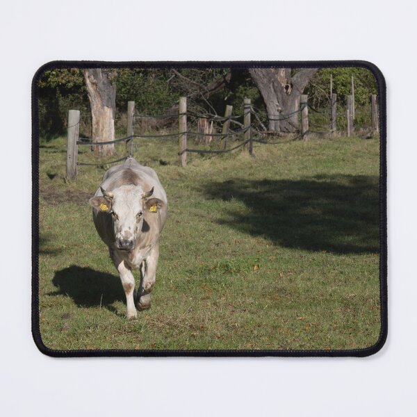 Item preview, Cow designed and sold by Calidris Fotografie Steffi & Ben Köppler.