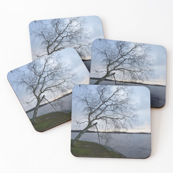 Item preview, Birch. Late November at Arboretum designed and sold by Jouko Lehto Photography.