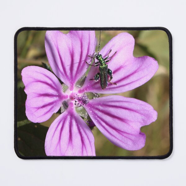 Item preview, Common Mallow designed and sold by pinkal.