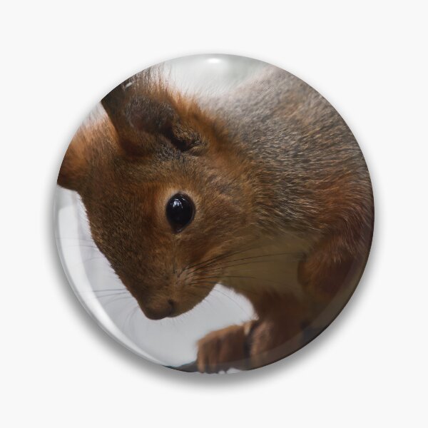 Item preview, Hu huu. Red squirrel designed and sold by Jouko Lehto Photography.