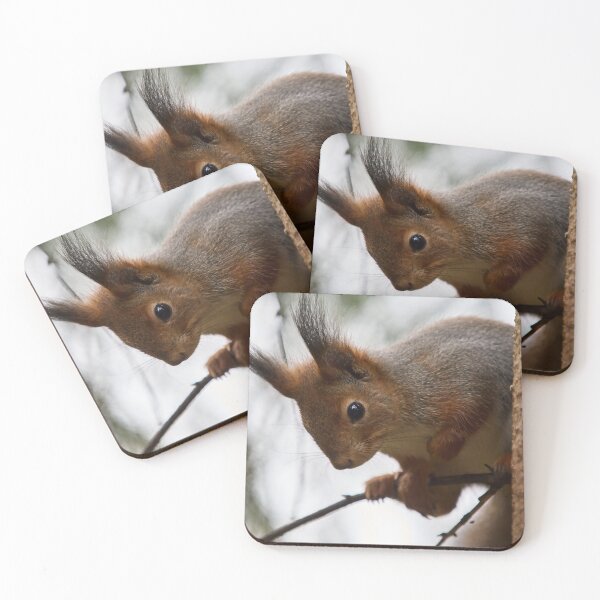Item preview, Hu huu. Red squirrel designed and sold by Jouko Lehto Photography.