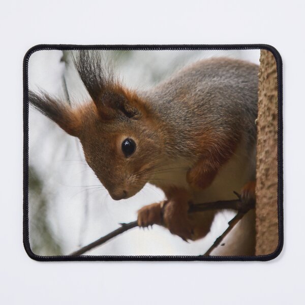 Item preview, Hu huu. Red squirrel designed and sold by Jouko Lehto Photography.