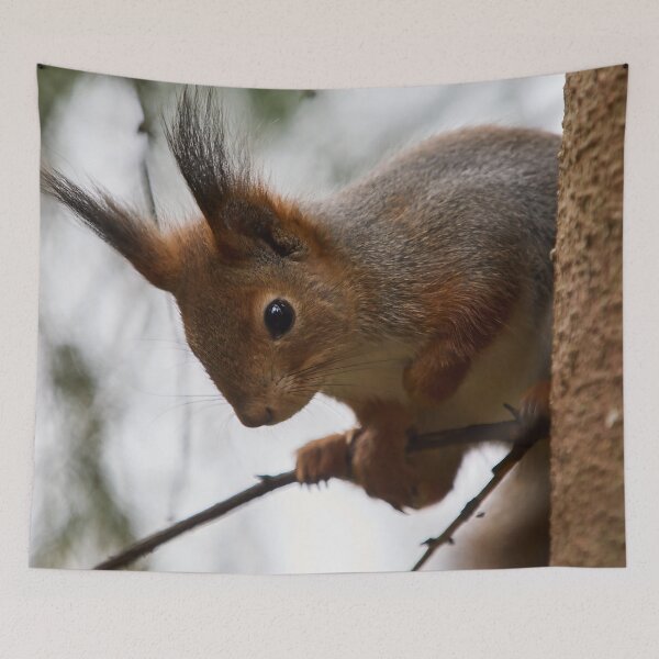 Item preview, Hu huu. Red squirrel designed and sold by Jouko Lehto Photography.