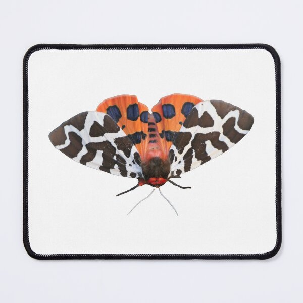 Item preview, Arctia caja: garden tiger moth designed and sold by Entomologist.