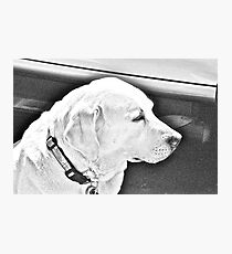 Faithful SideKick Photographic Print