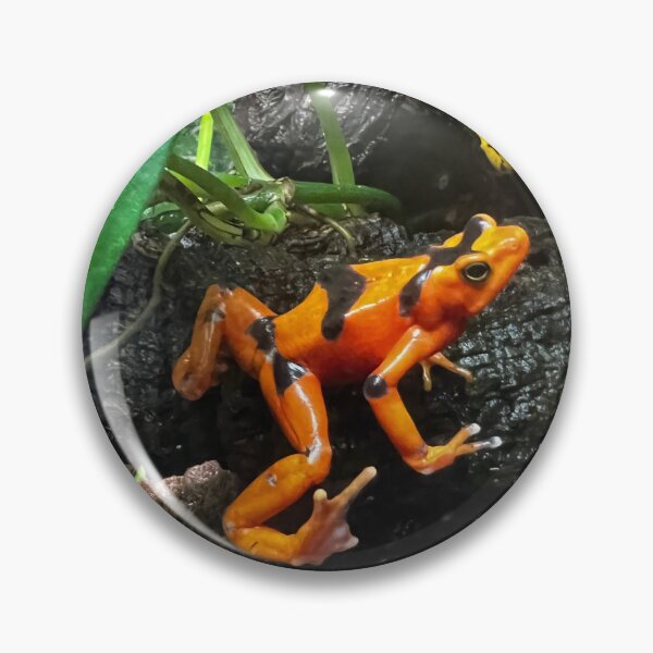 Item preview, Orange Tree Frog in Costa Rican Rain Forest designed and sold by peaches23.