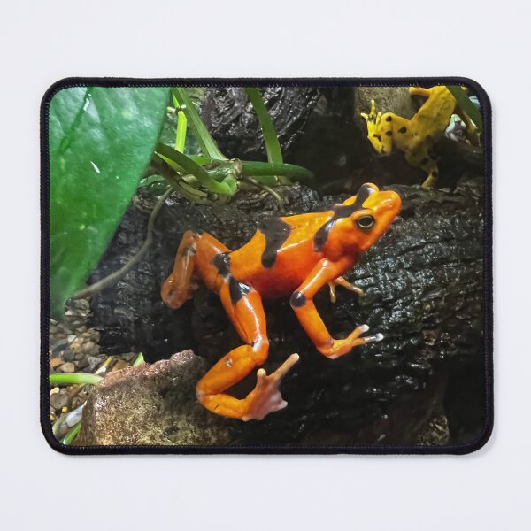 Item preview, Orange Tree Frog in Costa Rican Rain Forest designed and sold by peaches23.
