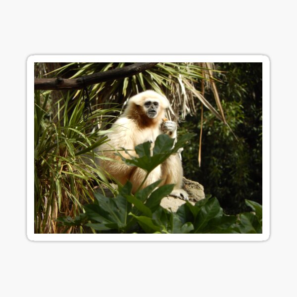 White Handed Gibbon 001 Sticker