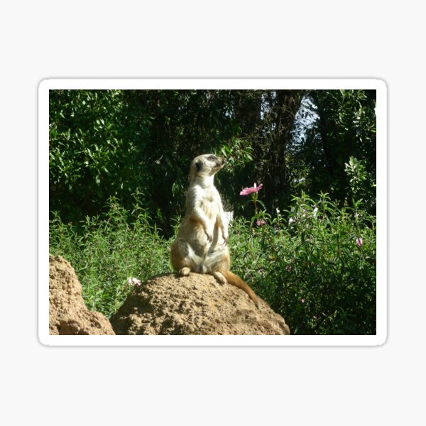 Meerkat 001 Sticker