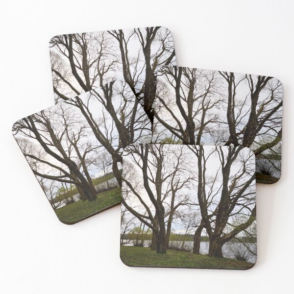 Item preview, Dark trunks. Late November at Arboretum designed and sold by Jouko Lehto Photography.