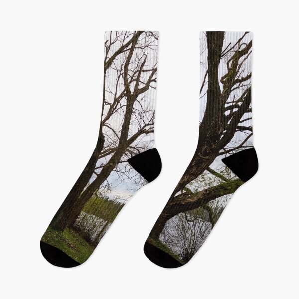 Item preview, Dark trunks. Late November at Arboretum designed and sold by Jouko Lehto Photography.