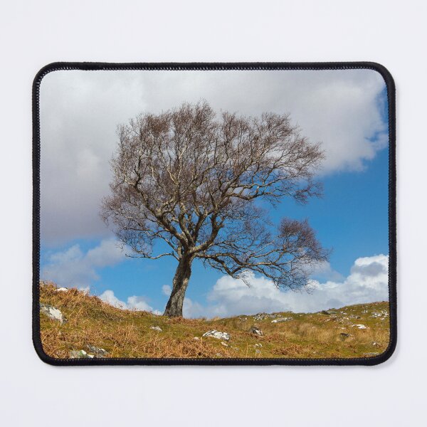 Item preview, A single tree, Dumfries and Galloway designed and sold by Dave Hare Photography.