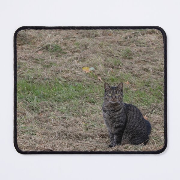 Item preview, Cat designed and sold by Calidris Fotografie Steffi & Ben Köppler.