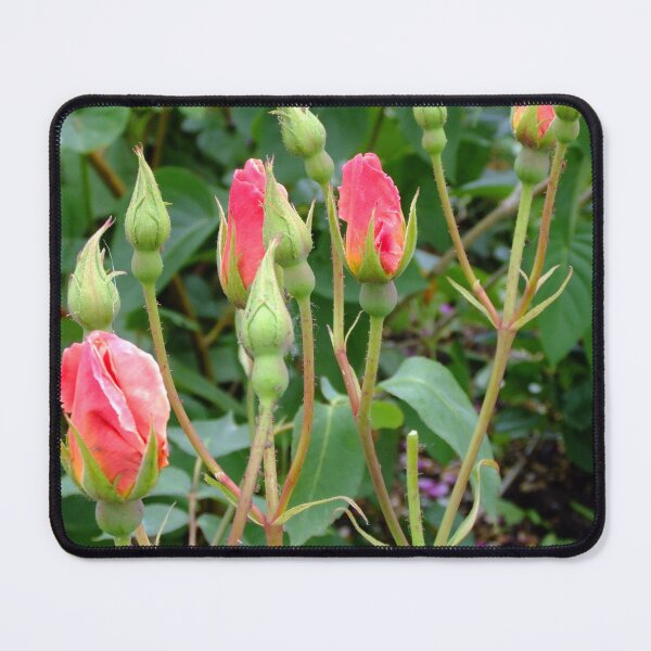 Item preview, Pink rose buds designed and sold by pinkal.
