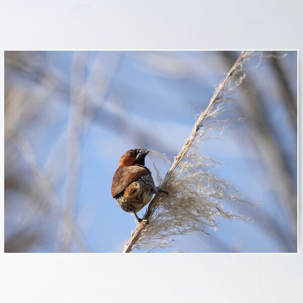 Nutmeg Manniken on Blue Poster