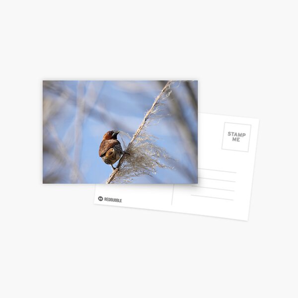 Nutmeg Manniken on Blue Postcard