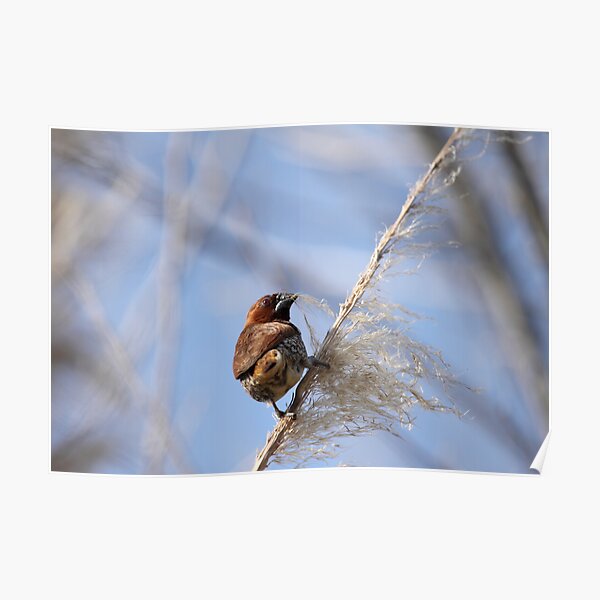 Nutmeg Manniken on Blue Poster