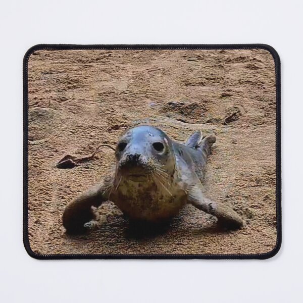 Item preview, Squidge the seal pup designed and sold by Cornwallart.