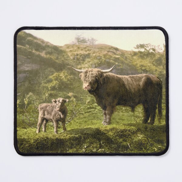 Item preview, Highland cattle in Dartmoor designed and sold by 19th Century in Color.