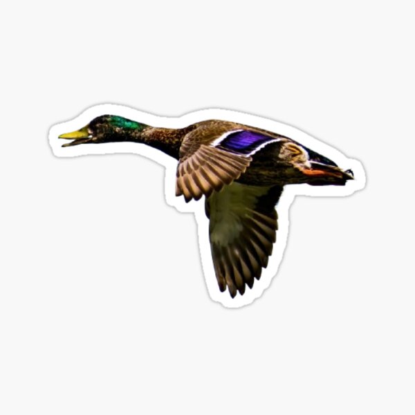 Item preview, Flying Drake Mallard Duck designed and sold by WaterfowlArt.