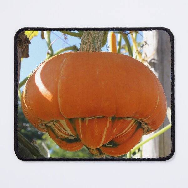 Item preview, Turban Squash designed and sold by pinkal.