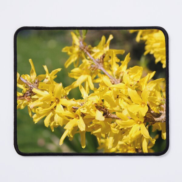 Item preview, Forsythia designed and sold by pinkal.