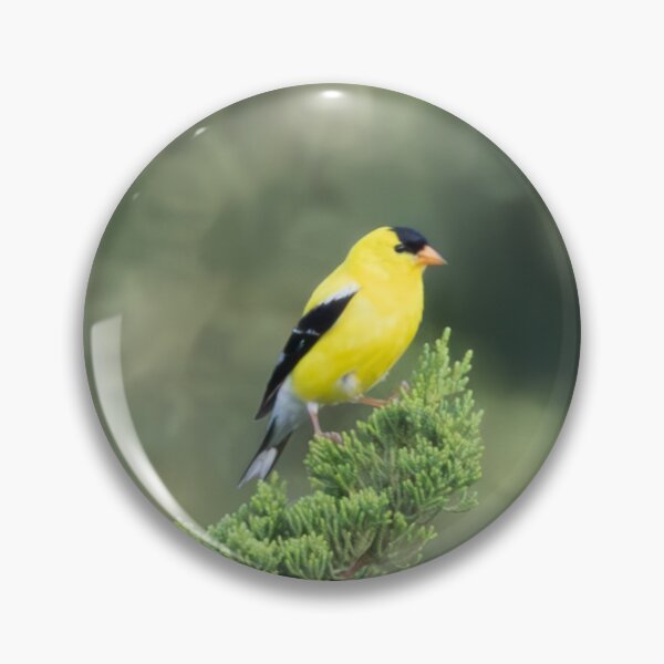 Item preview, The American Goldfinch: A Burst of Color in a Juniper Tree designed and sold by wenzler.