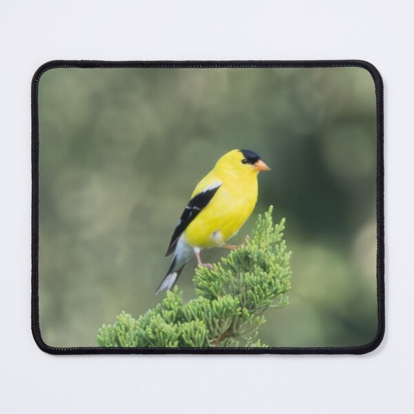 Item preview, The American Goldfinch: A Burst of Color in a Juniper Tree designed and sold by wenzler.