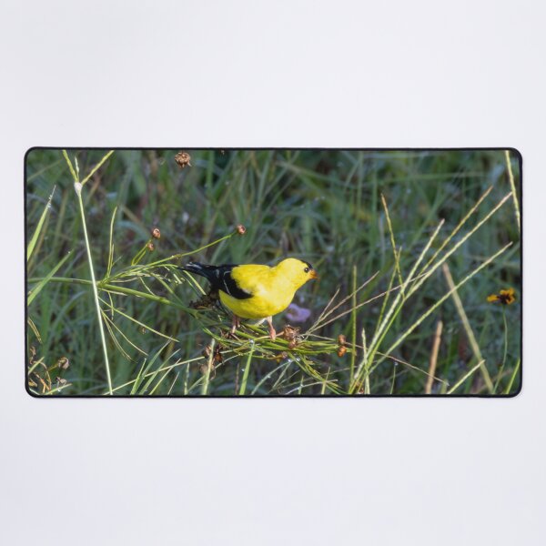 Item preview, The American Goldfinch and Its Natural Habitat designed and sold by wenzler.