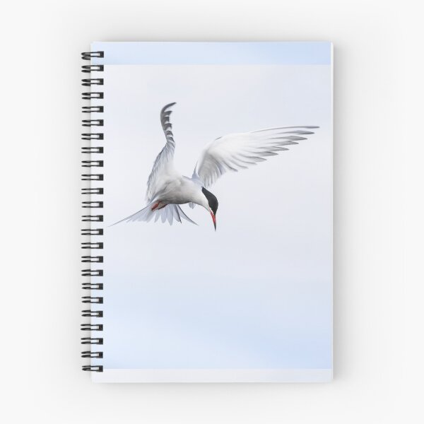 Item preview, Guardian Angel (common Tern) designed and sold by lyttonimages.