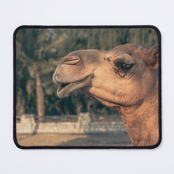 Item preview, A photograph of camel  designed and sold by Alshoalla.