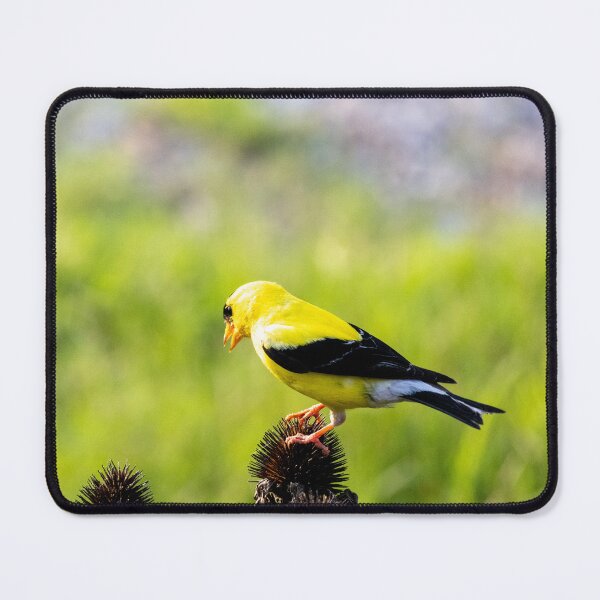 Item preview, The American Goldfinch and Coneflowers designed and sold by wenzler.