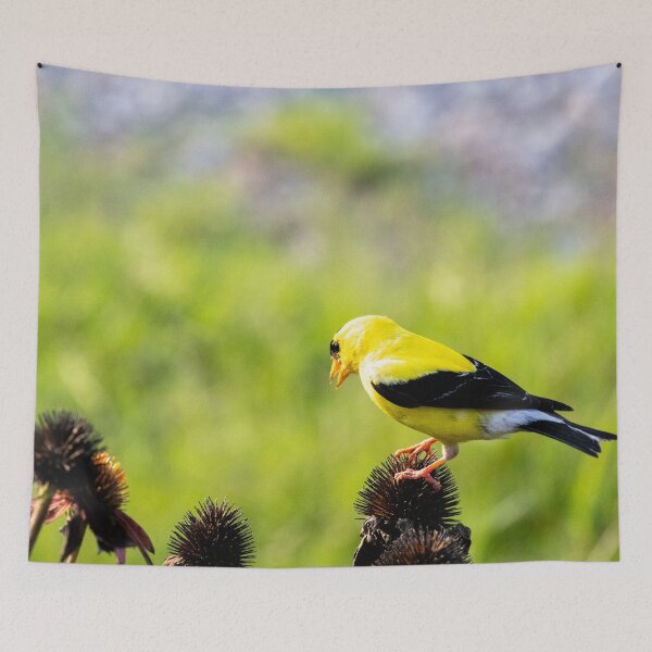 Item preview, The American Goldfinch and Coneflowers designed and sold by wenzler.