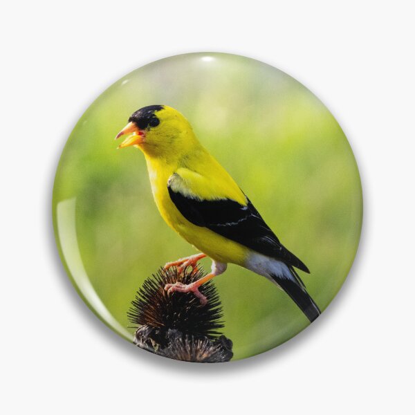 Item preview, The American Goldfinch Enjoying Seeds From My Coneflowers designed and sold by wenzler.