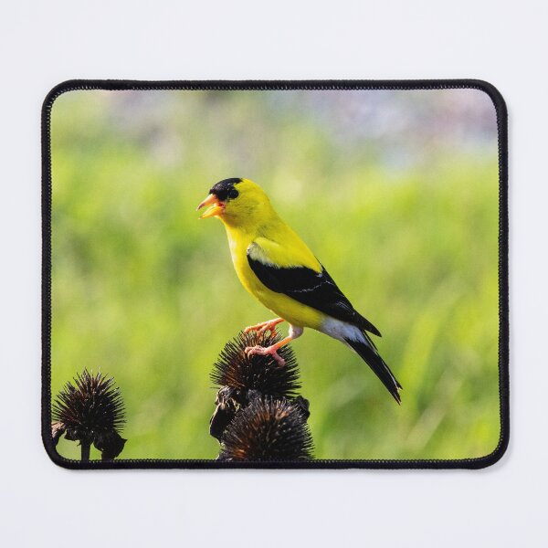 Item preview, The American Goldfinch Enjoying Seeds From My Coneflowers designed and sold by wenzler.