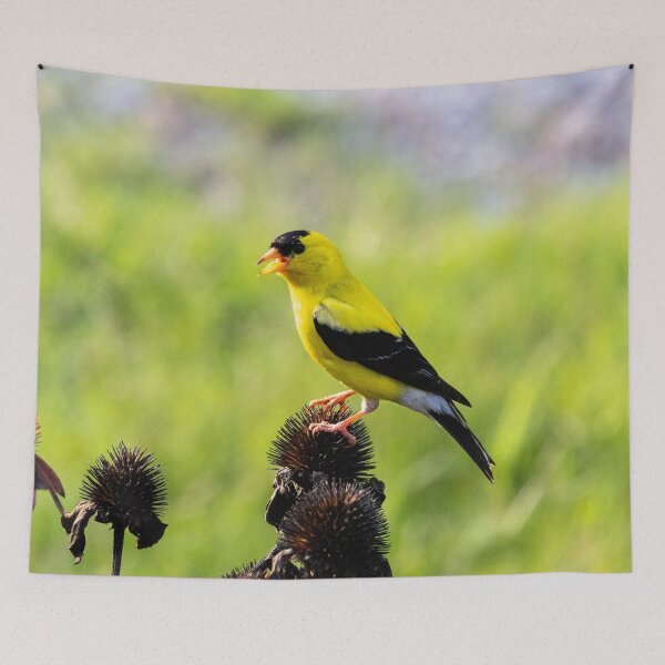 Item preview, The American Goldfinch Enjoying Seeds From My Coneflowers designed and sold by wenzler.
